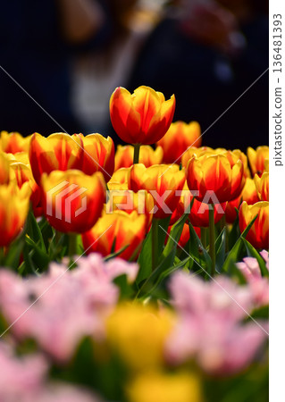 Close-up of red-and-yellow tulips in the sea of tulips in daytime. Flower and plant. For background, nature and flower background. Close-up of red-and-yellow tulips in the sea of tulips in daytime. Flower and plant. For background, nature and flower background. 136481393
