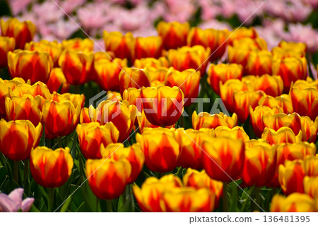 Close-up of red-and-yellow tulips in the sea of tulips in daytime. Flower and plant. For background, nature and flower background. Close-up of red-and-yellow tulips in the sea of tulips in daytime. Flower and plant. For background, nature and flower background. 136481395