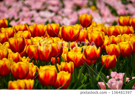 Close-up of red-and-yellow tulips in the sea of tulips in daytime. Flower and plant. For background, nature and flower background. Close-up of red-and-yellow tulips in the sea of tulips in daytime. Flower and plant. For background, nature and flower background. 136481397