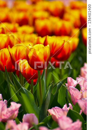Close-up of red-and-yellow tulips in the sea of tulips in daytime. Flower and plant. For background, nature and flower background. Close-up of red-and-yellow tulips in the sea of tulips in daytime. Flower and plant. For background, nature and flower background. 136481400