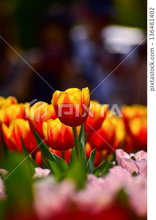 Close-up of red-and-yellow tulips in the sea of tulips in daytime. Flower and plant. For background, nature and flower background. Close-up of red-and-yellow tulips in the sea of tulips in daytime. Flower and plant. For background, nature and flower background. 136481402