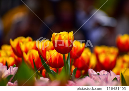 Close-up of red-and-yellow tulips in the sea of tulips in daytime. Flower and plant. For background, nature and flower background. Close-up of red-and-yellow tulips in the sea of tulips in daytime. Flower and plant. For background, nature and flower background. 136481403