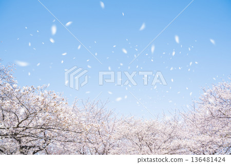 SakuraFubuki  136481424