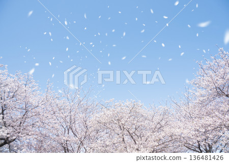 櫻吹雪 櫻吹雪 136481426