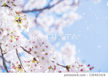 SakuraFubuki SakuraFubuki 136481429