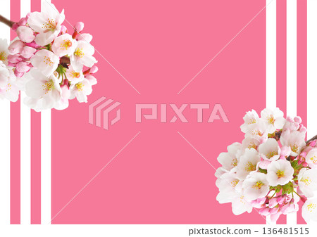 Cherry Blossom	 136481515