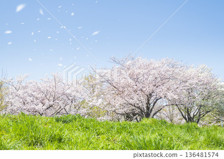 櫻花飛雪，藍天和田野 136481574