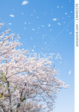 SakuraFubuki SakuraFubuki 136481576