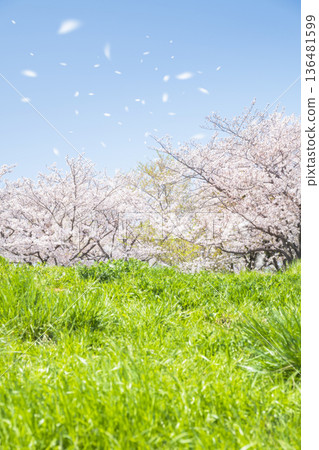 Cherry blossom blizzard, blue sky and field 136481599