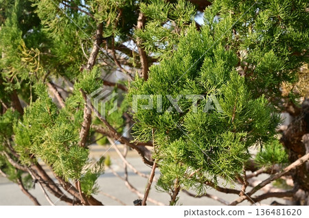 刺柏(Juniperus juniperus,柏科)是一種常綠針葉樹 刺柏(Juniperus juniperus,柏科)是一種常綠針葉樹 136481620