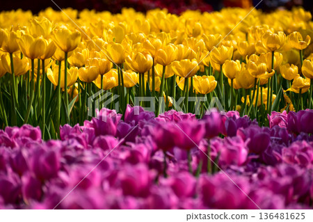 Close-up of the yellow and purple tulips in sea of tulips in garden with sunlight. yellow and purple tulips in contrast. Flower and plant. For background, nature and flower background. Close-up of the yellow and purple tulips in sea of tulips in garden with sunlight. yellow and purple tulips in contrast. Flower and plant. For background, nature and flower background. 136481625