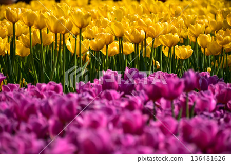Close-up of the yellow and purple tulips in sea of tulips in garden with sunlight. yellow and purple tulips in contrast.  Flower and plant. For background, nature and flower background. 136481626