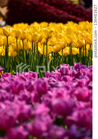 Close-up of the yellow and purple tulips in sea of tulips in garden with sunlight. yellow and purple tulips in contrast. Flower and plant. For background, nature and flower background. Close-up of the yellow and purple tulips in sea of tulips in garden with sunlight. yellow and purple tulips in contrast. Flower and plant. For background, nature and flower background. 136481627