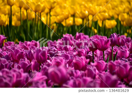 Close-up of the yellow and purple tulips in sea of tulips in garden with sunlight. yellow and purple tulips in contrast. Flower and plant. For background, nature and flower background. Close-up of the yellow and purple tulips in sea of tulips in garden with sunlight. yellow and purple tulips in contrast. Flower and plant. For background, nature and flower background. 136481629