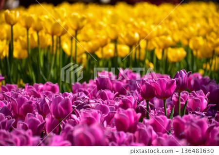 Close-up of the yellow and purple tulips in sea of tulips in garden with sunlight. yellow and purple tulips in contrast.  Flower and plant. For background, nature and flower background. 136481630