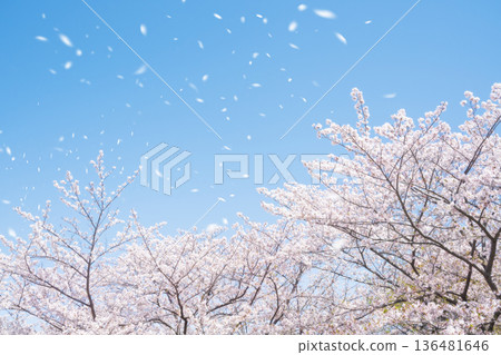 SakuraFubuki SakuraFubuki 136481646