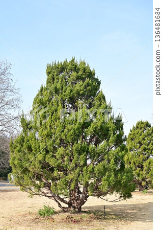 刺柏（Juniperus juniperus，柏科）是一種常綠針葉樹 136481684