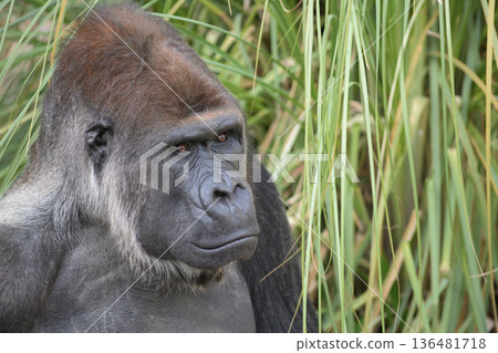 一隻大猩猩試著弄清楚如何讓自己的眼睛發光。 136481718