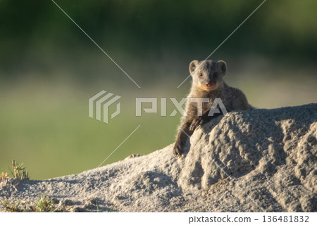 Banded mongoose on termite mound watching camera 136481832