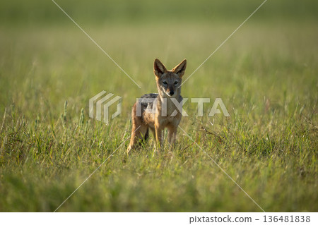Black-backed jackal stands facing camera in savanna Black-backed jackal stands facing camera in savanna 136481838