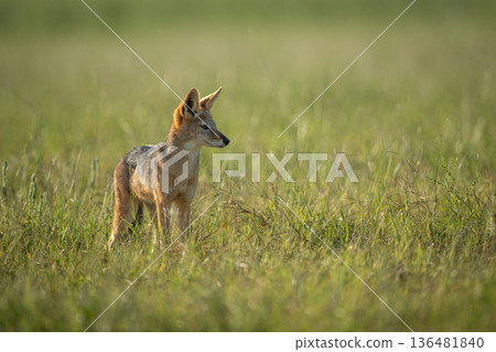 Black-backed jackal stands turning head on grassland 136481840