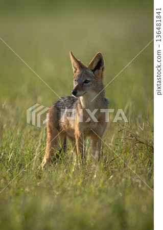 Black-backed jackal stands turning head with catchlight 136481841