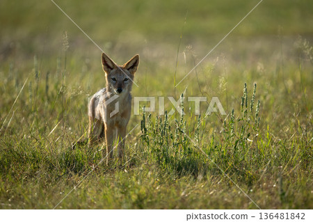 Black-backed jackal stands watching camera from savanna 136481842