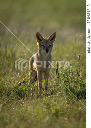 Black-backed jackal stands watching camera from savannah Black-backed jackal stands watching camera from savannah 136481843