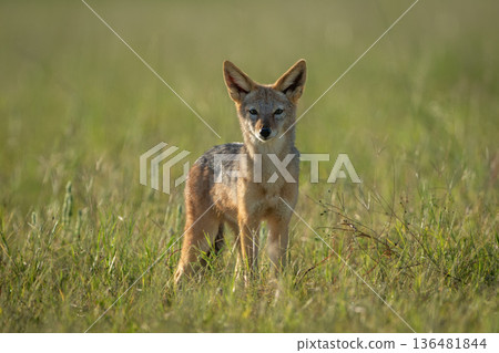 Black-backed jackal stands watching camera on grassland 136481844