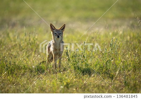 Black-backed jackal stands watching camera on savanna 136481845