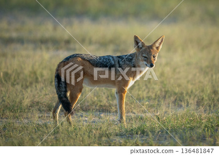 Black-backed jackal with catchlight stands in grass 136481847