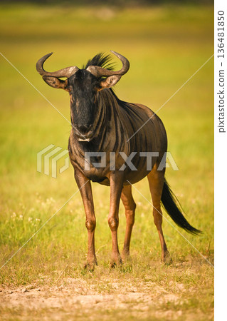 Blue wildebeest stands facing camera on grass 136481850