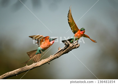 Carmine bee-eater chases another off dry branch 136481854