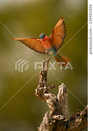 Carmine bee-eater flares wings approaching tree stump 136481856