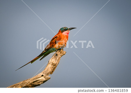 Carmine bee-eater in profile on dead bough 136481859