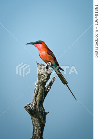 Carmine bee-eater in profile on dead stump Carmine bee-eater in profile on dead stump 136481861