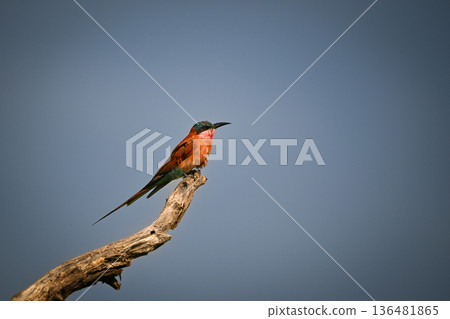 Carmine bee-eater on dead bough in profile Carmine bee-eater on dead bough in profile 136481865