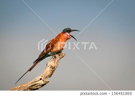 Carmine bee-eater opens beak wide to call 136481869