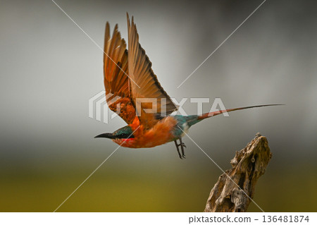 Carmine bee-eater taking off from gnarled tree 136481874