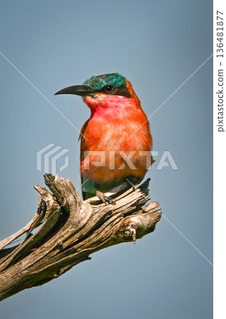 Carmine bee-eater with catchlight against blue sky Carmine bee-eater with catchlight against blue sky 136481877