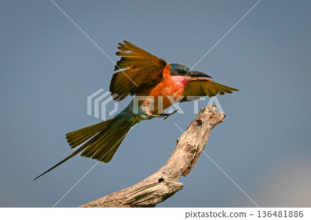 Carmine bee-eater with catchlight lands on branch Carmine bee-eater with catchlight lands on branch 136481886
