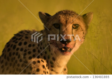 Close-up of cheetah sitting with blood-stained face Close-up of cheetah sitting with blood-stained face 136481893
