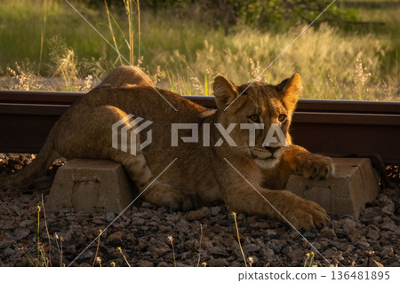 Close-up of lion cub lying beside railway Close-up of lion cub lying beside railway 136481895
