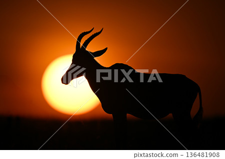 Topi stands silhouetted on horizon against sun 136481908
