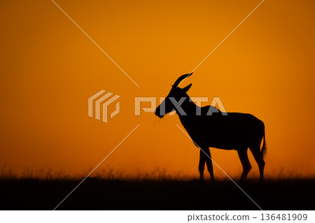 Topi stands silhouetted on horizon at dawn 136481909