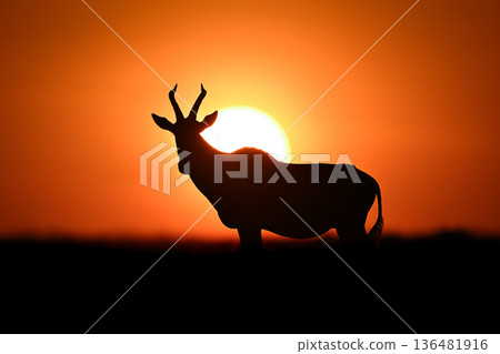 Topi stands watching camera silhouetted against sun Topi stands watching camera silhouetted against sun 136481916