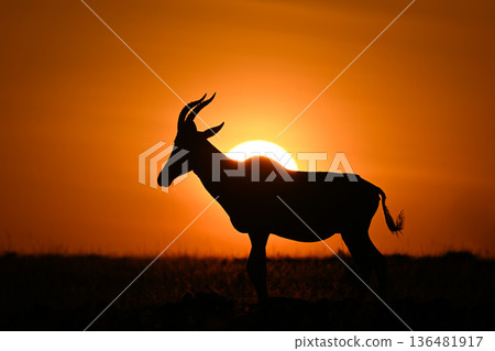 Topi walks across horizon silhouetted against sun 136481917