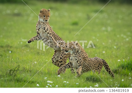 Two cheetah cubs play fight in savannah 136481919