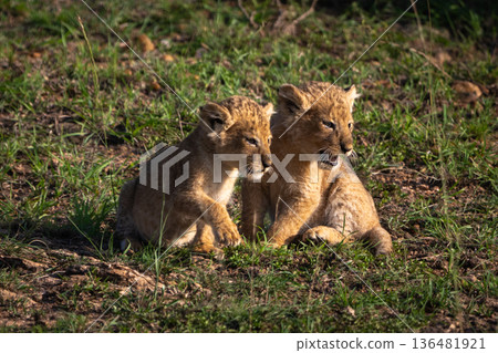 Two lion cubs sitting together on grass Two lion cubs sitting together on grass 136481921
