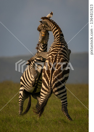 Two plains zebras fighting on hind legs Two plains zebras fighting on hind legs 136481923